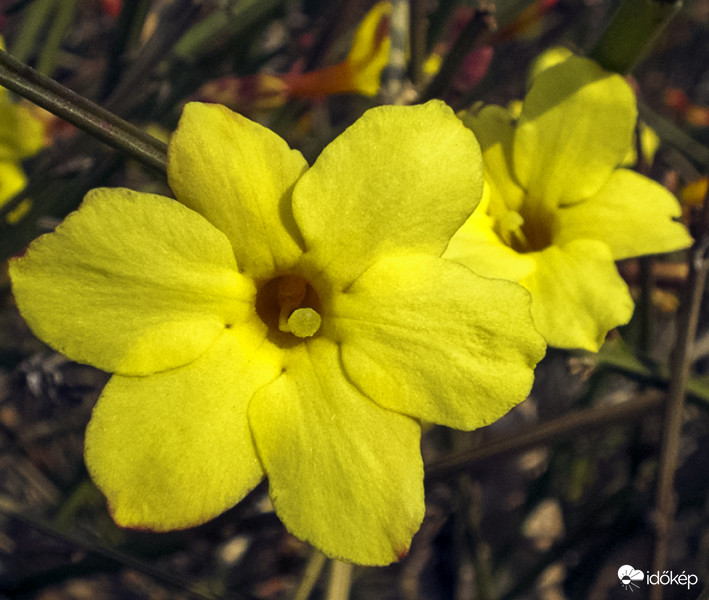 Téli jázmin (Jasminum nudiflorum)