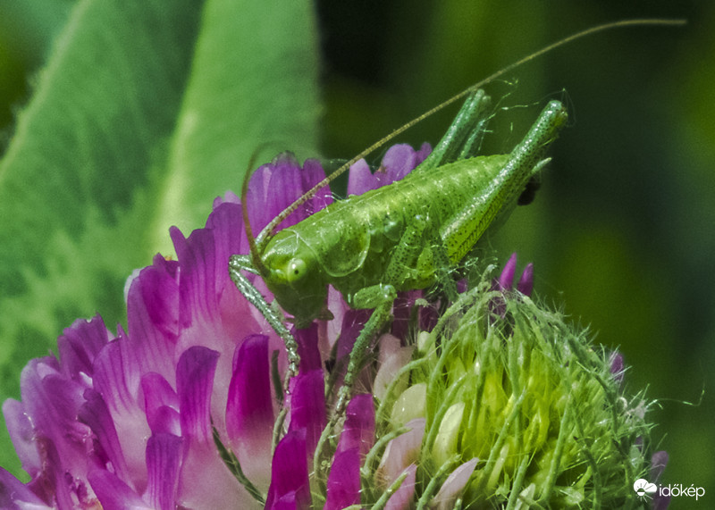 Zöld lombszöcske lárvája (Tettigonia viridissima)