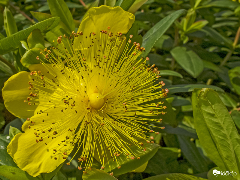 Örökzöld orbáncfű (Hypericum calycinum)