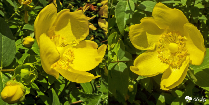 Hidcote-orbáncfű (Hypericum x hidcoteense 'Hidcote')