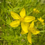 Közönséges orbáncfű (Hypericum perforatum)