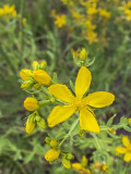 Közönséges orbáncfű (Hypericum perforatum)