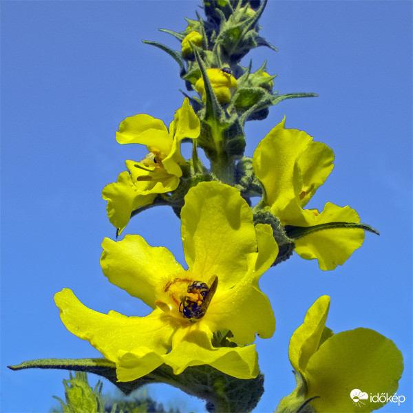 Szöszös ökörfarkkóró (Verbascum phlomoides)