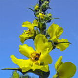 Szöszös ökörfarkkóró (Verbascum phlomoides)