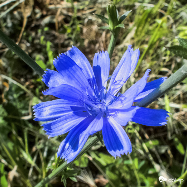 Mezei katáng. (Cichorium intybus) 