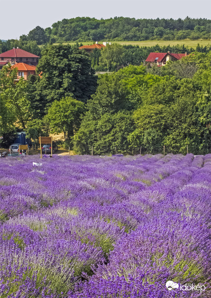 Pilisborosjenő