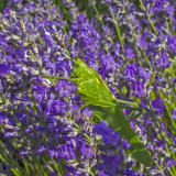 Zöld lombszöcske (Tettigonia viridissima)