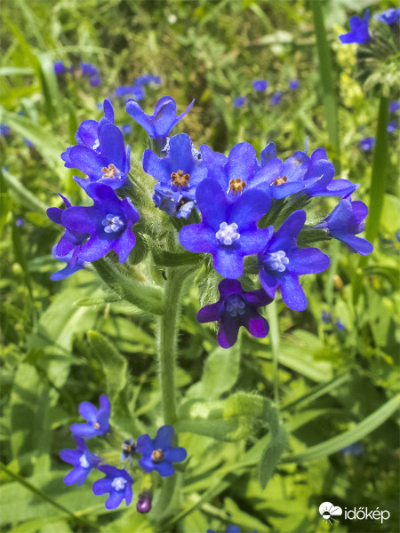 Orvosi atracél (Anchusa officinalis)