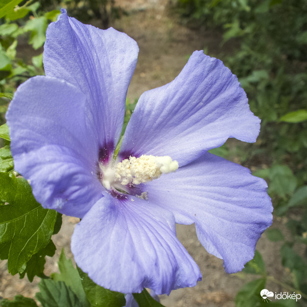 Kék virágú mályvacserje (Hibiscus syriacus ’Oiseau Bleu’)