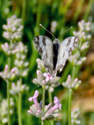 Lavandula angustifolia ‘Rosea’ – rózsaszín levendula