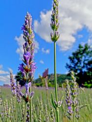 Lavandula x intermedia 'Grappenhall' - Halványkék provánszi levendula
