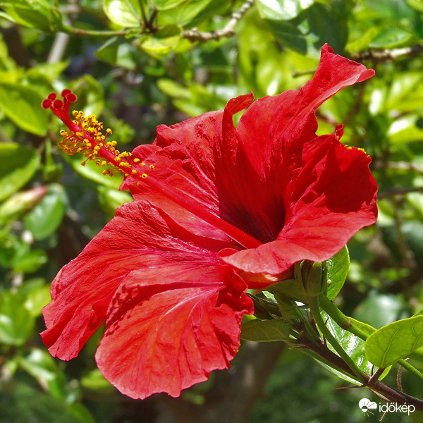 Kínai hibiszkusz (Hibiscus rosa-sinensis) 