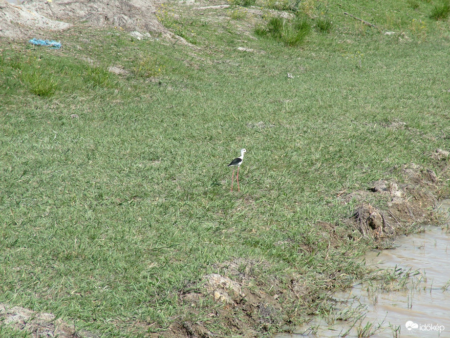 Természet