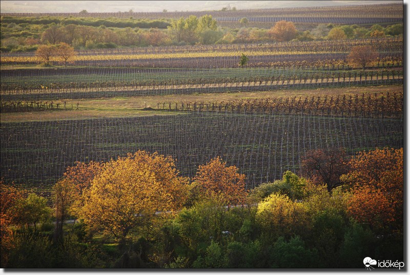 Szőlő mindenhol...