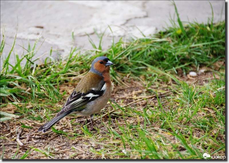 Kölcsönös érdeklődés