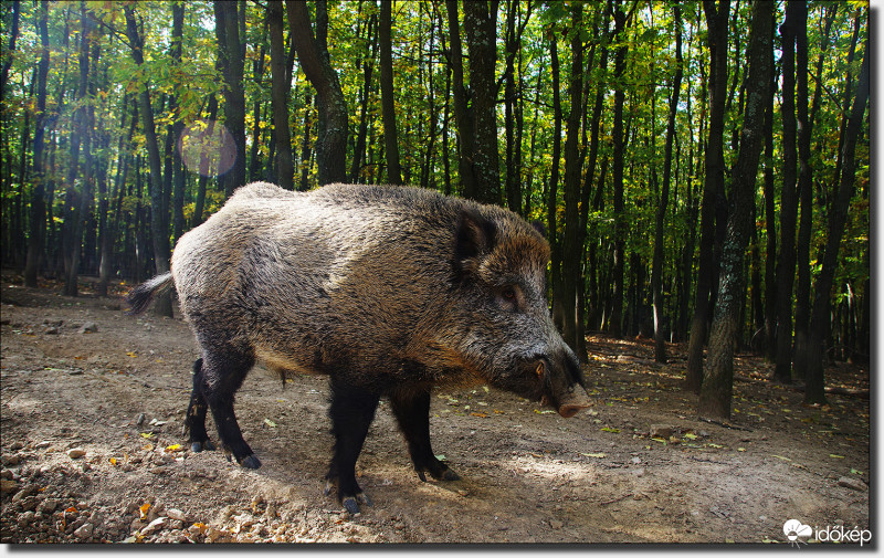 (Vad)malacom volt...