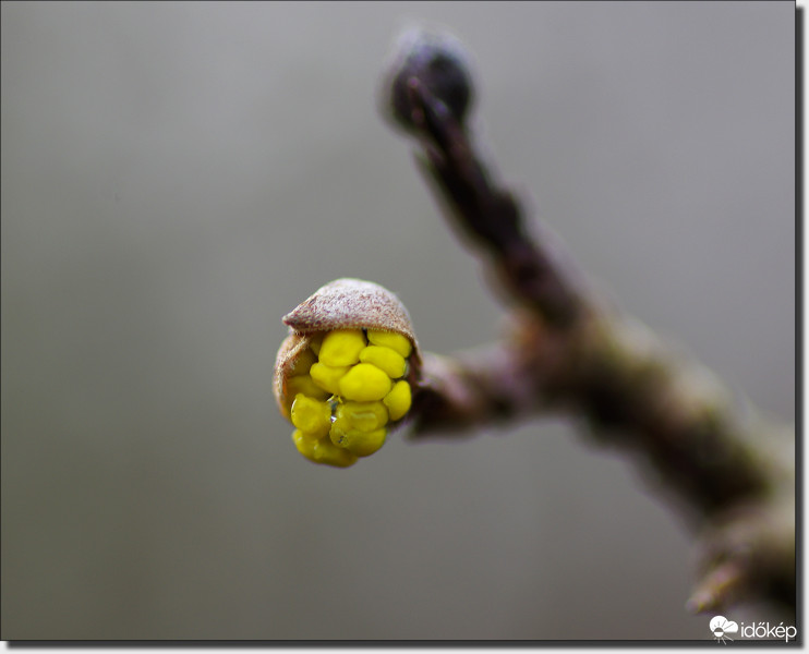 Összezavarodva: virágzó som...