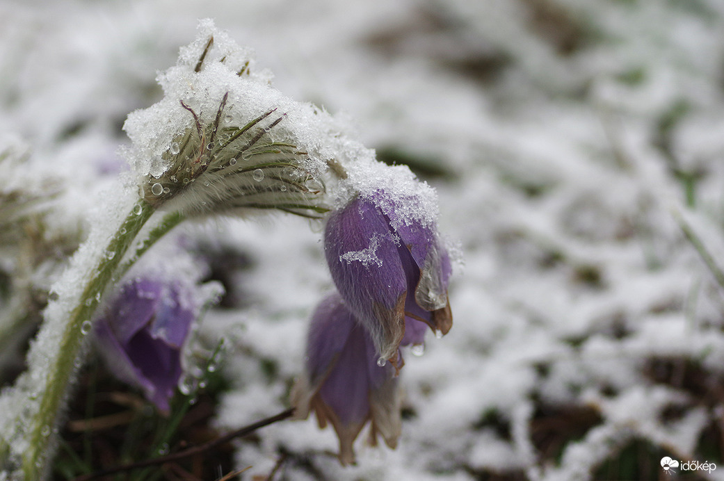 A tavasz tizenhét pillanata...