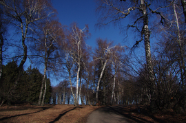 Nyírfák Galyatetőn