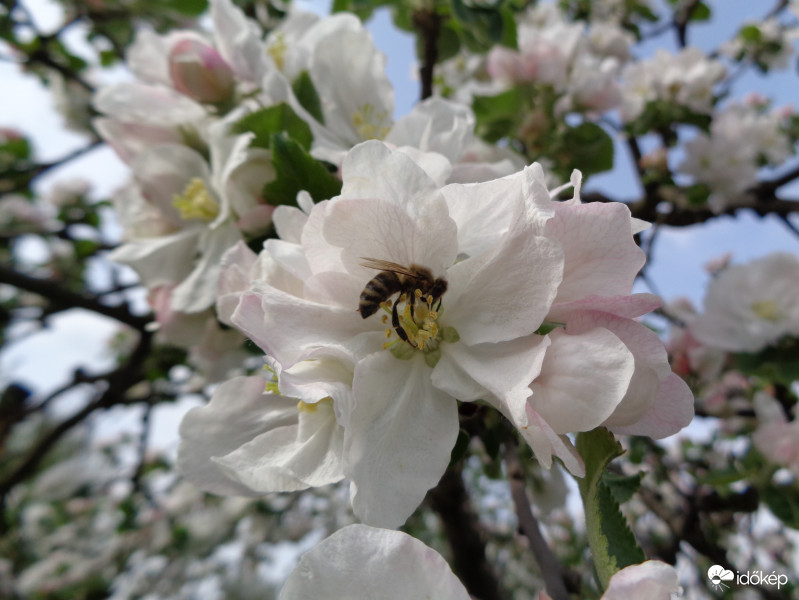 Zümi és az almafavirág :)