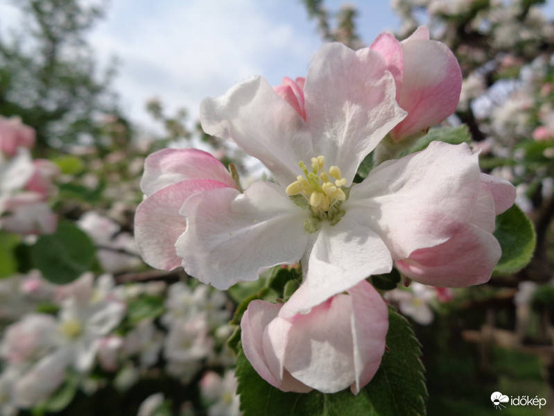 Virágzik az almafa :)