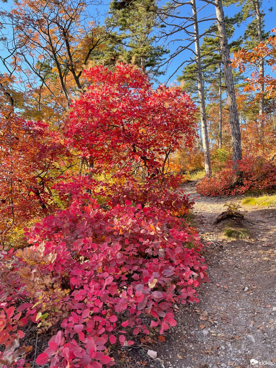 Észlelési fényképek