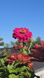 Budapest II.ker - Törökvész