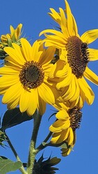 Budapest II.ker - Törökvész