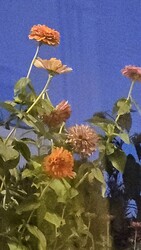 Budapest II.ker - Törökvész