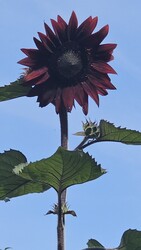 Budapest II.ker - Törökvész