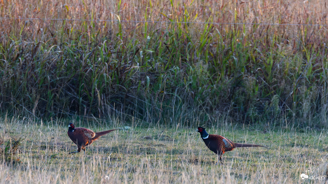 Fácánok 2025-10-23
