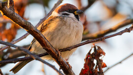 Egy veréb pillanata