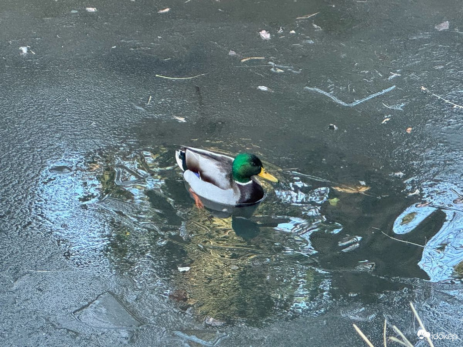 Budapest XIX.ker - Kispest