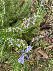 Budapest XIX.ker - Kispest