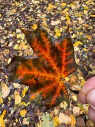 Budapest XIX.ker - Kispest