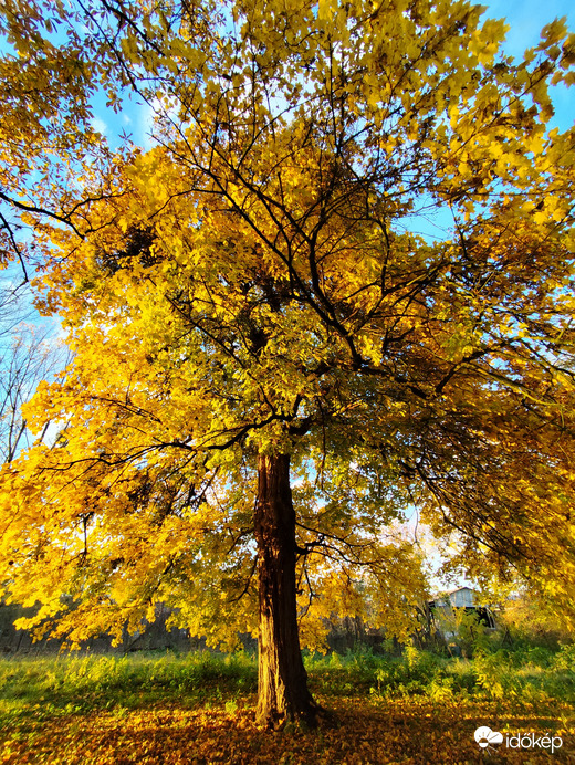 Lónyán járt az ősz
