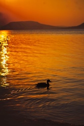 Balatonboglár