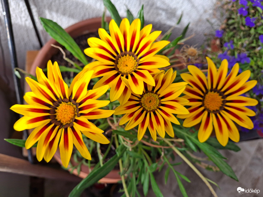 Nyílik még a napvirág! :) 