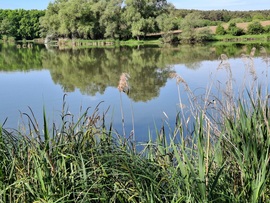 Tökröződés