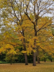 Egy kicsit sütött, egy  kicsit  borúlt, egy kicsit  fújt, a Margitszigeten a az óazi levegő. :)