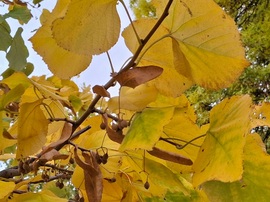 Egy kicsi zöld, kicsi barna termés és az ősz tőbségi virága :)