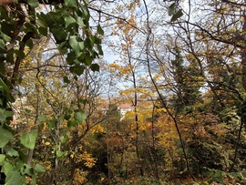 Séta az óriás virágok között