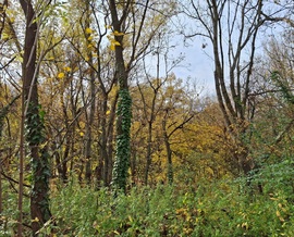 Séta az őszi óriás virágok között