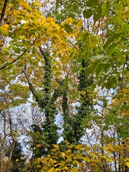 Sárgul a falevél...