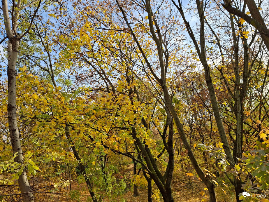 Minden levél elsárgul, majd avarrá válik