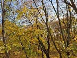 Minden levél elsárgul, majd avarrá válik