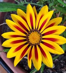 Krizantém helyett!  talán az égiek küldték. 