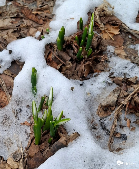 Jön a tavasz? 