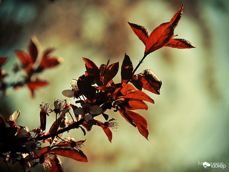 Vérszilvafa ága, a virágszirmok már lehullanak
