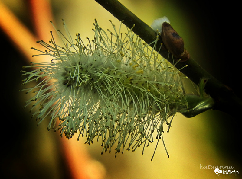 Barkafűzön egy kis ágon még találtam tegnap